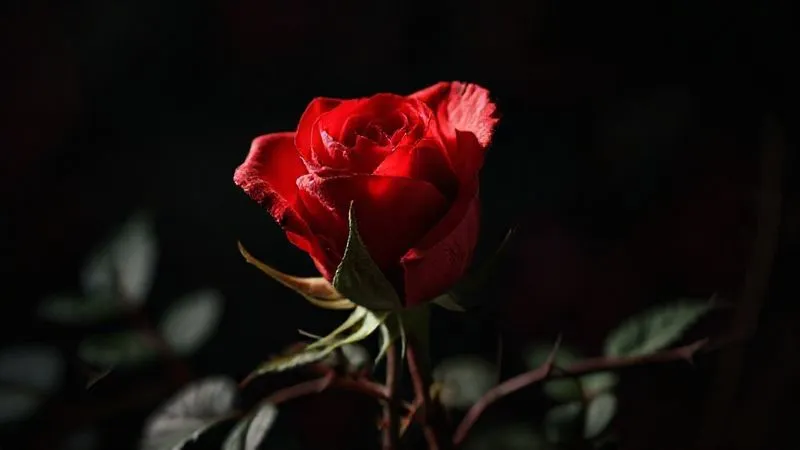 A photorealistic, professional photography image of a single red rose wilting and surrounded by thorny vines, set against a dark, blurred background. The rose symbolizes vitality under attack, with sharp focus on the wilting petals and cinematic lighting casting dramatic shadows. 8K hyper-detailed, shot on a high-end DSLR, depth of field. The image evokes a sense of subtle decline and chronic struggle.